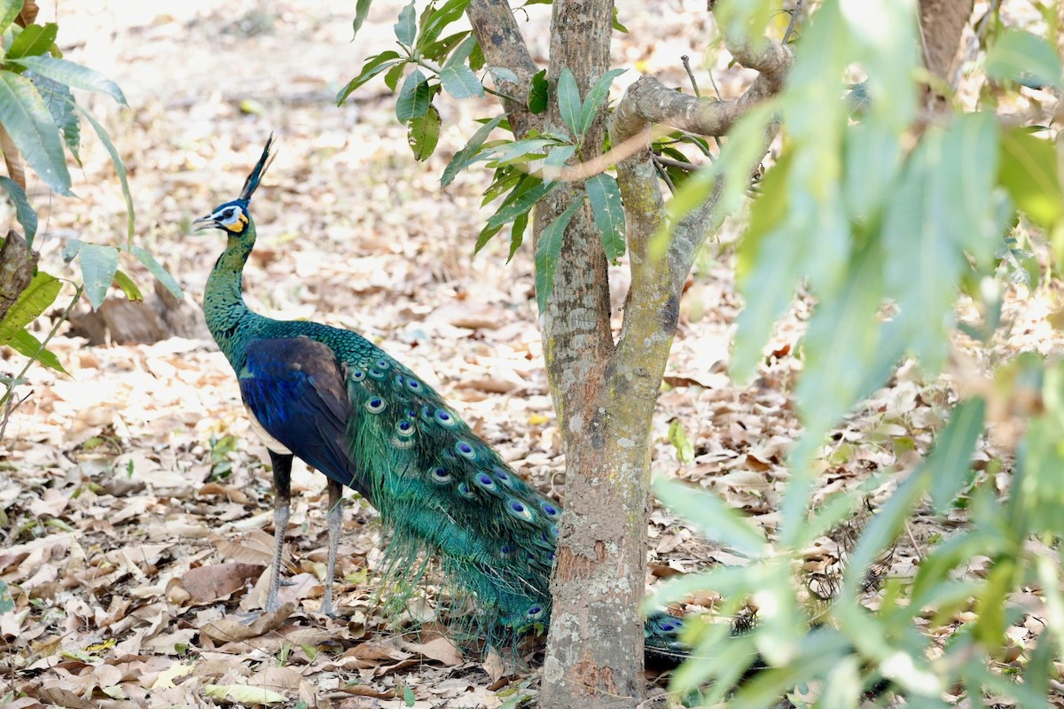 Green Peafowl - ML617352647