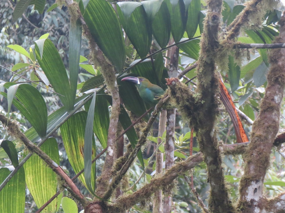 Crimson-rumped Toucanet - ML617352657