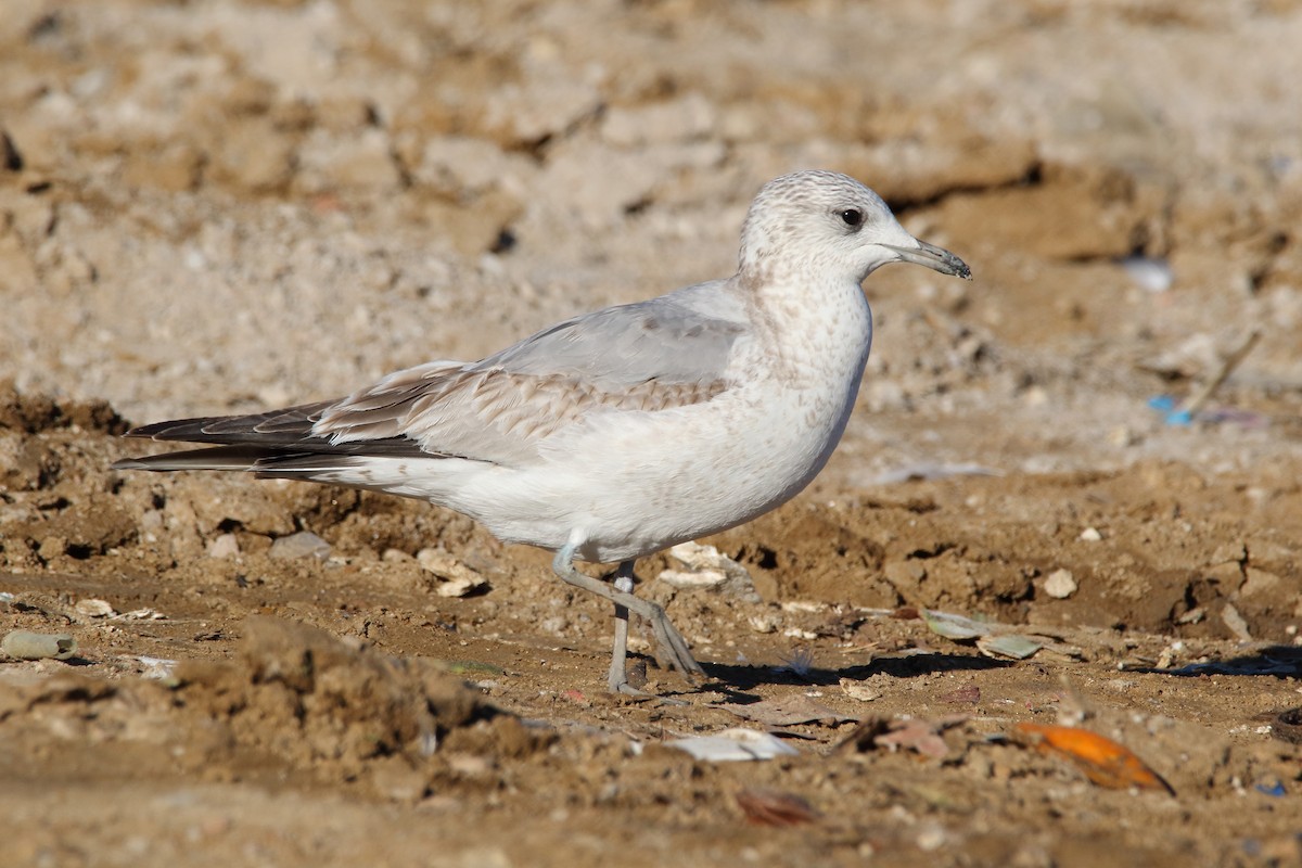 Common Gull - Delfin Gonzalez