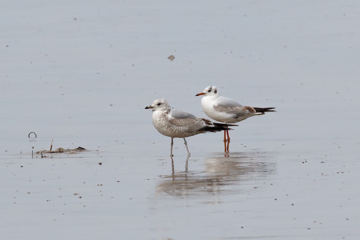 Common Gull - ML617352723