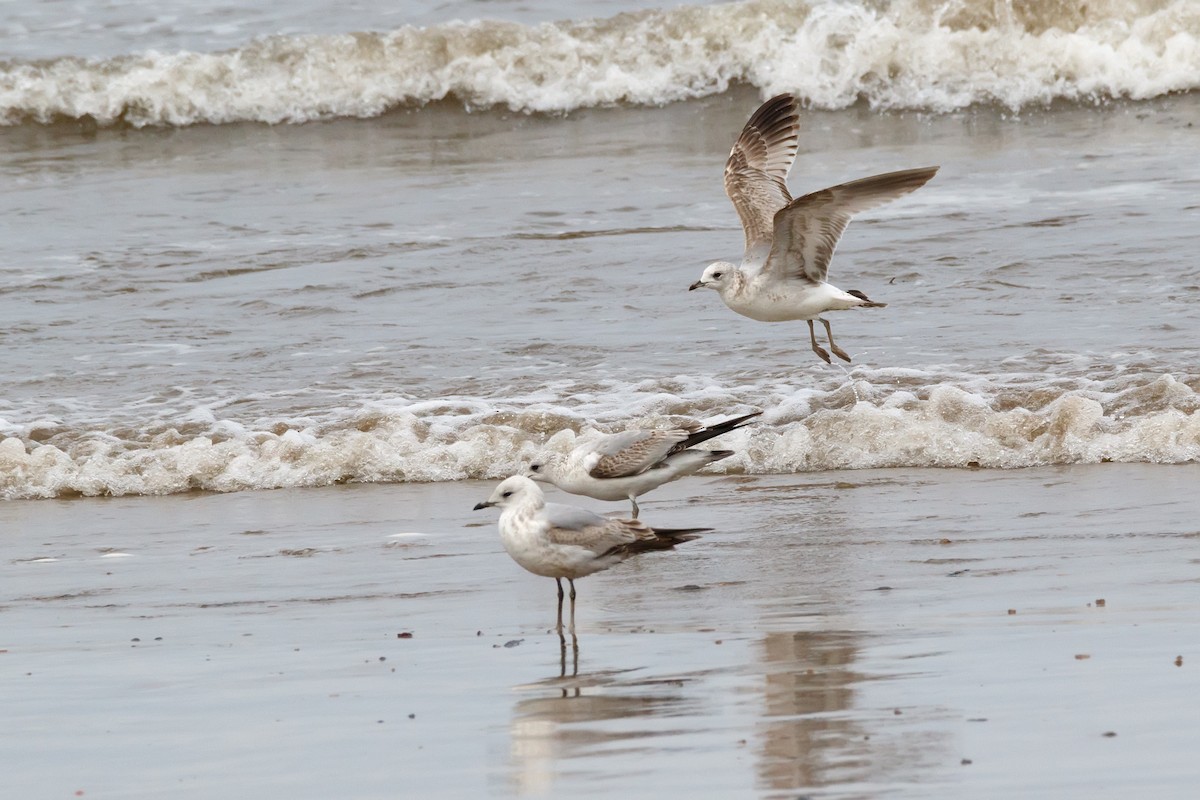 Common Gull - ML617352724