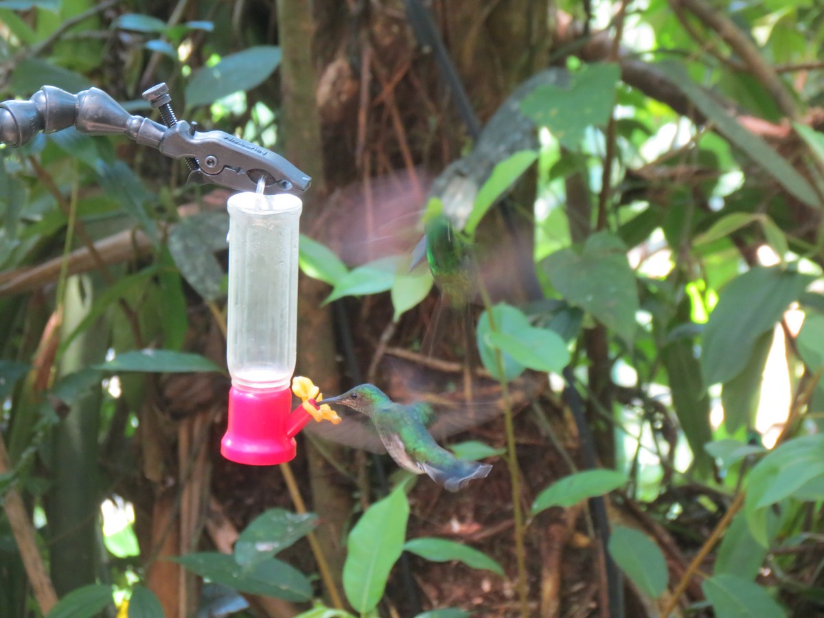 Colibrí Nuquiblanco - ML617352812