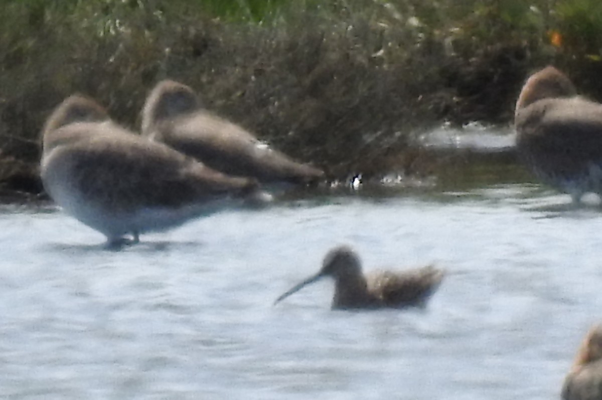 Long-billed Dowitcher - ML617352823