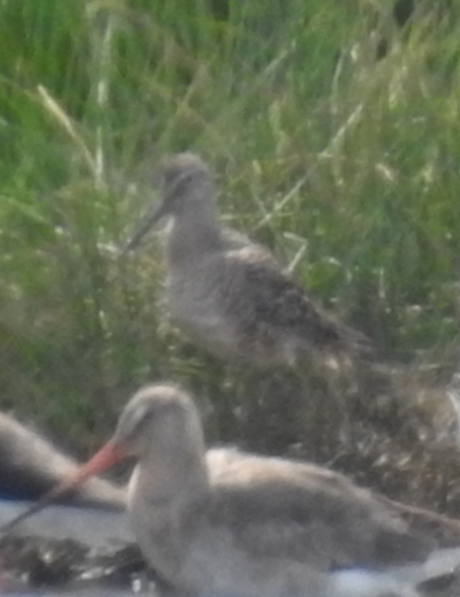 Long-billed Dowitcher - ML617352824
