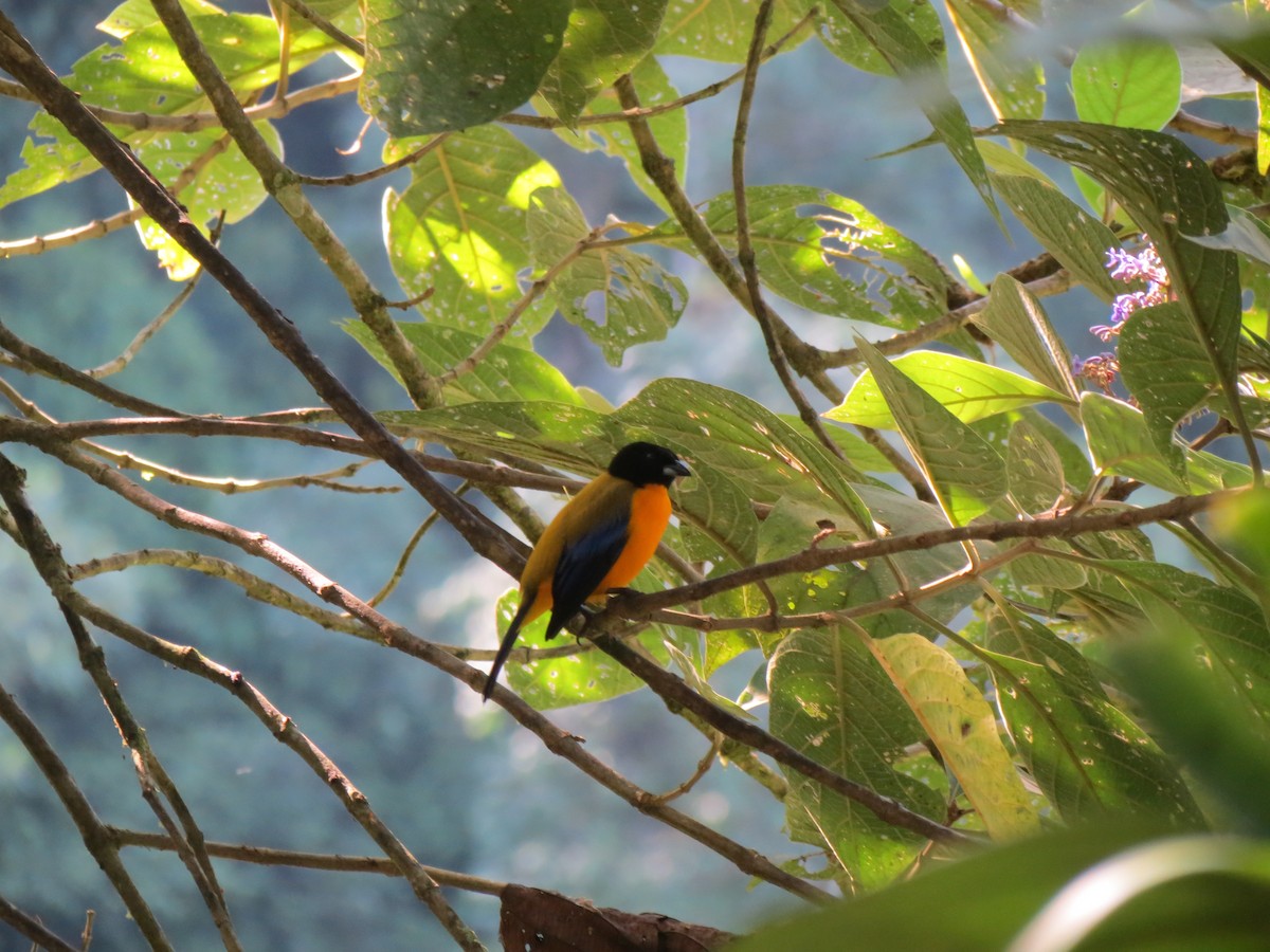 Black-chinned Mountain Tanager - Julie Bryson