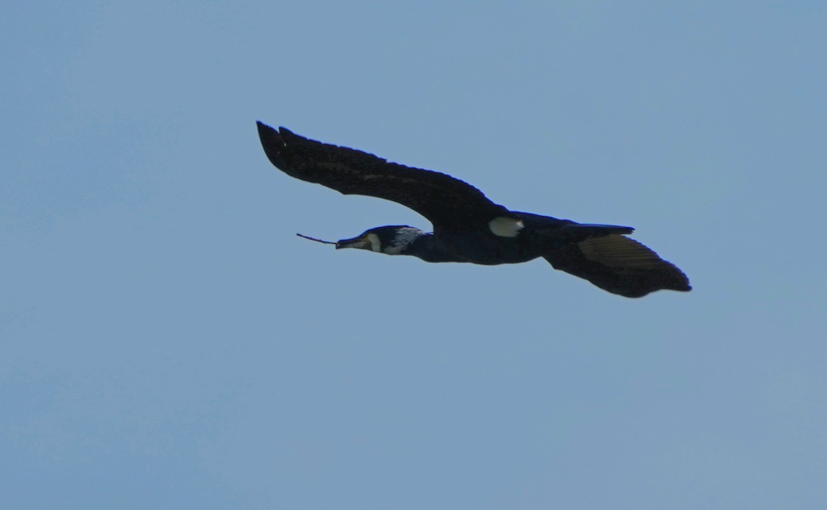 Great Cormorant - ML617352872