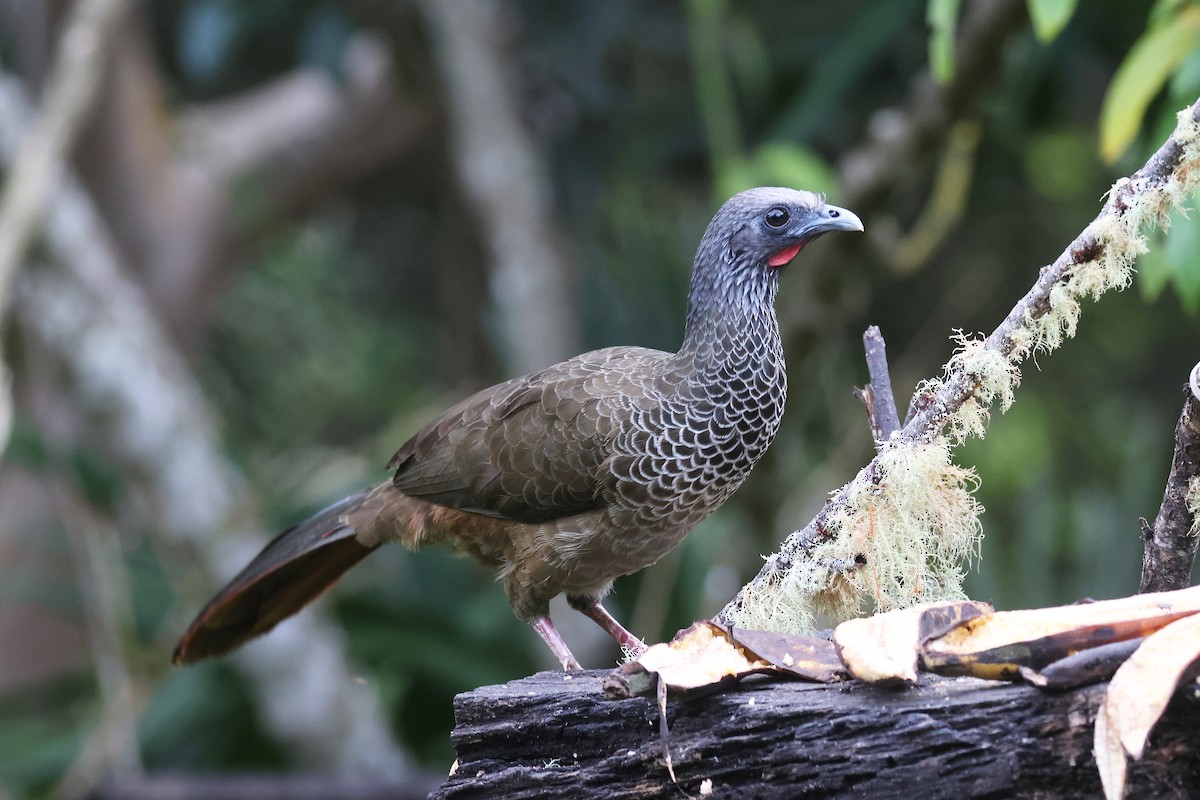 Colombian Chachalaca - ML617352880