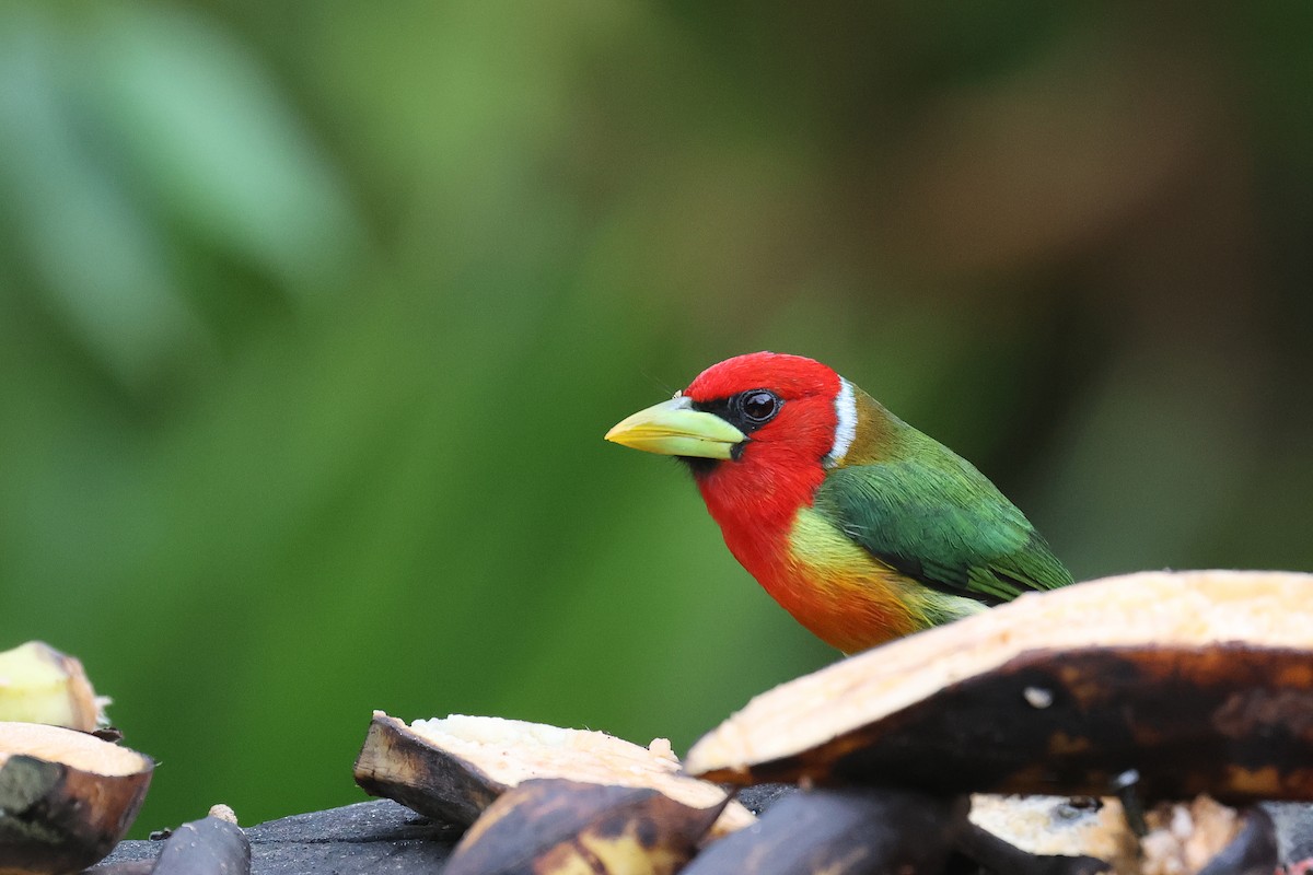 Red-headed Barbet - ML617352888