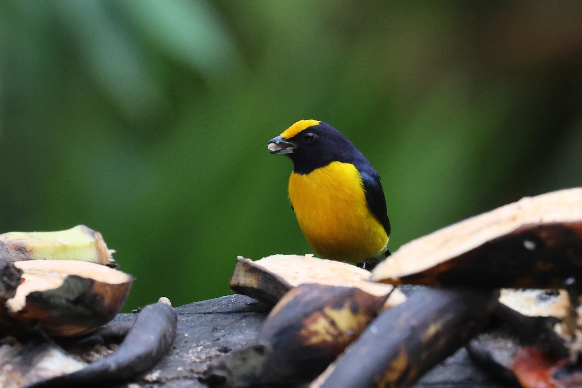 Thick-billed Euphonia - ML617352910