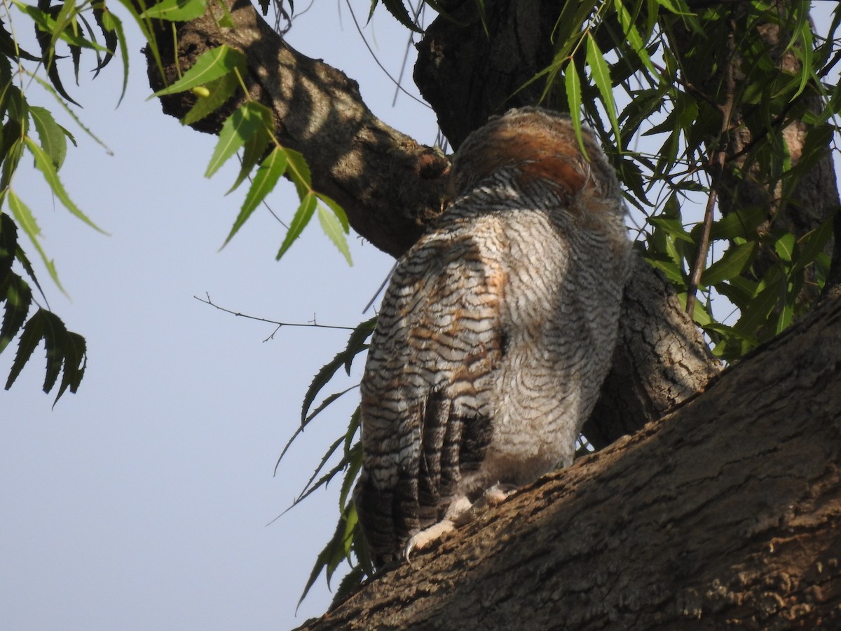 Mottled Wood-Owl - dineshbharath kv
