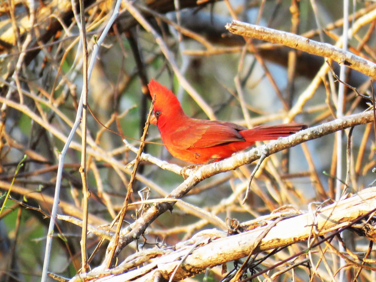 Northern Cardinal (Long-crested) - ML617352973