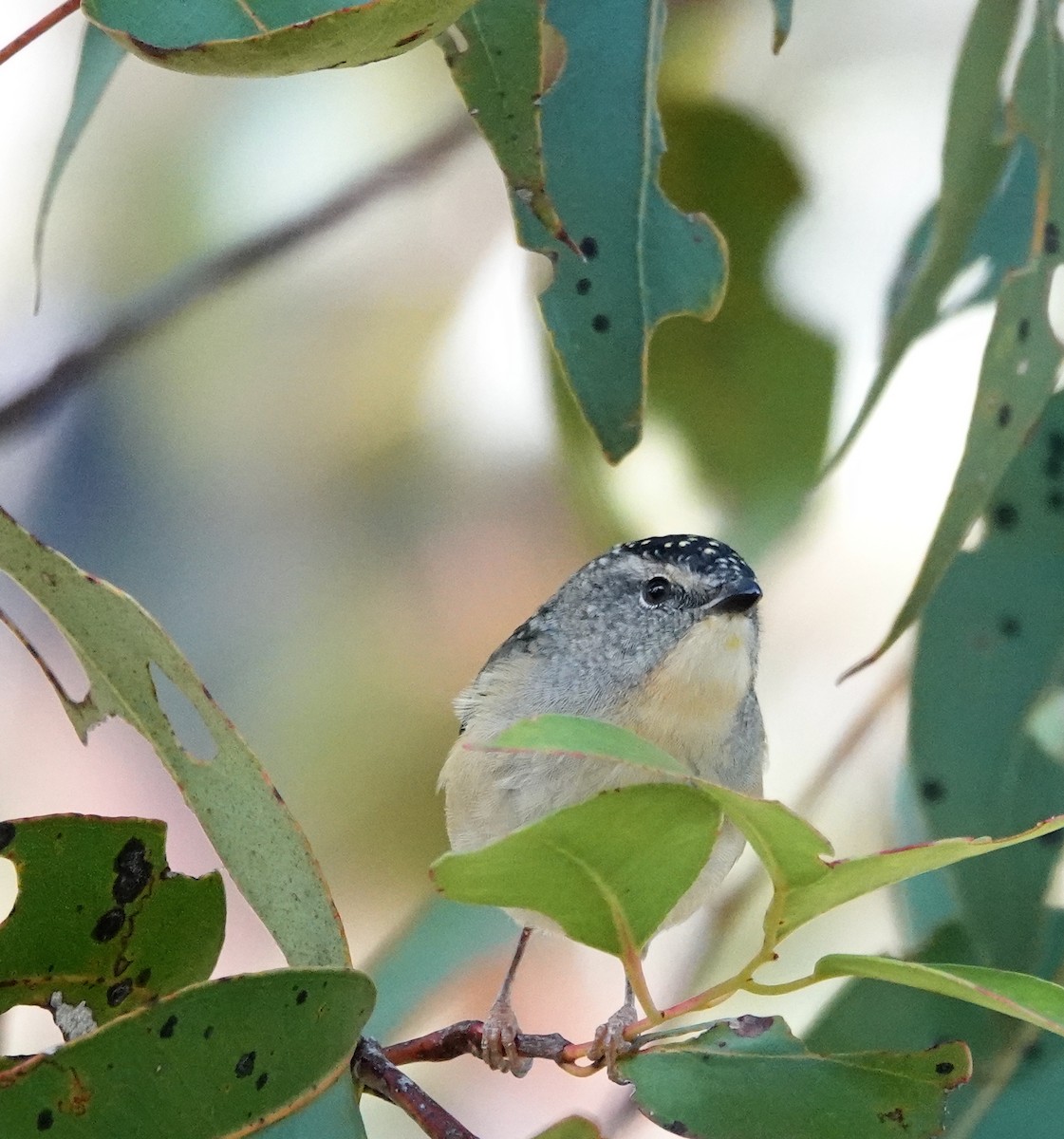 Spotted Pardalote - ML617352978
