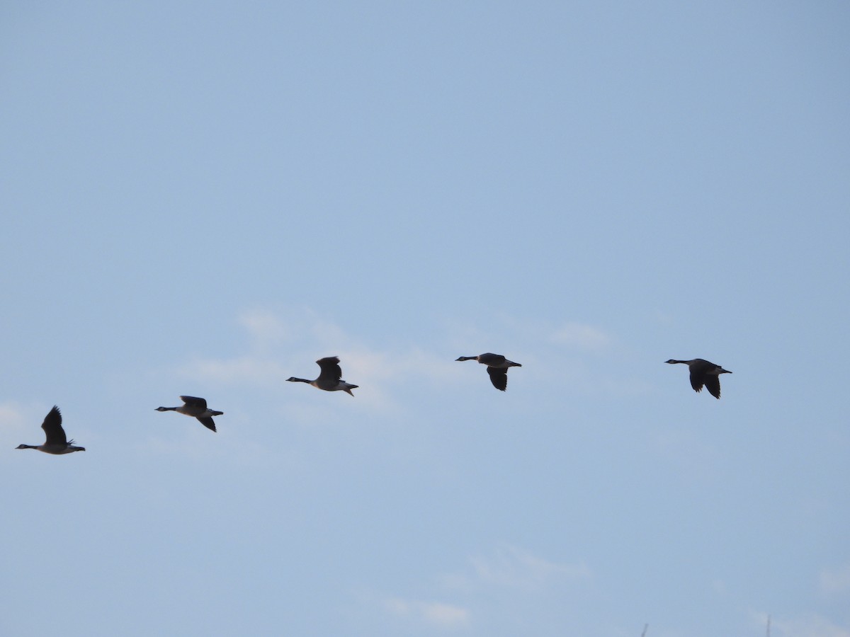 Canada Goose - ML617352979