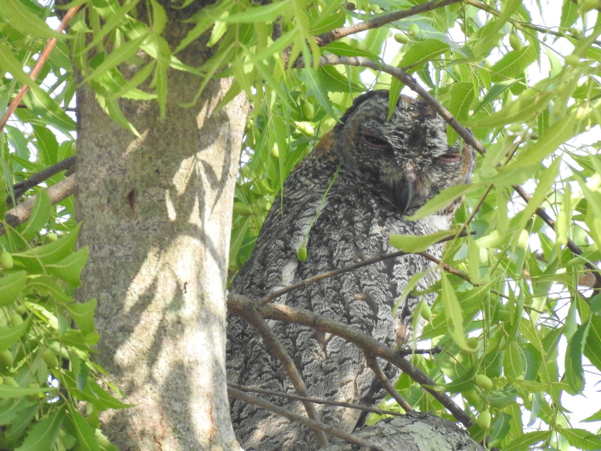 Mottled Wood-Owl - dineshbharath kv
