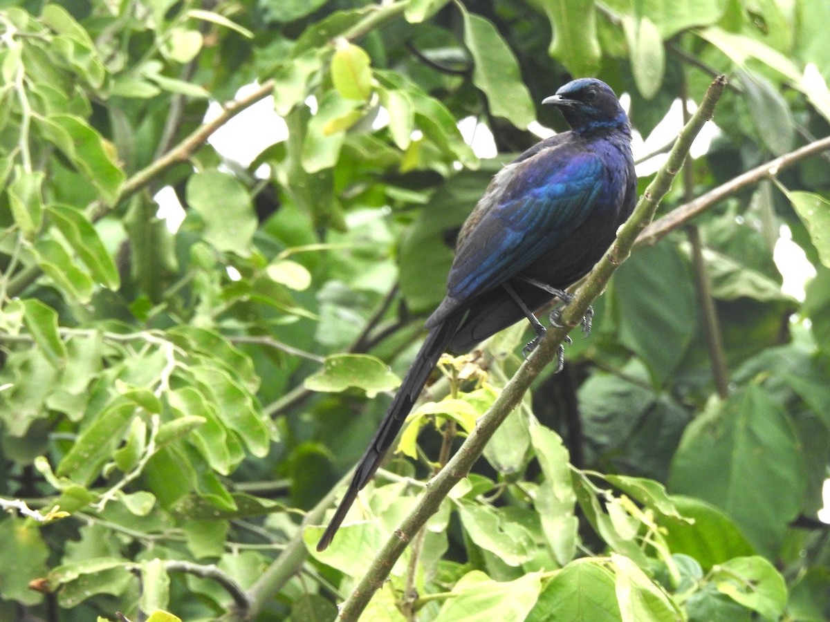 Meves's Starling - ML617352982