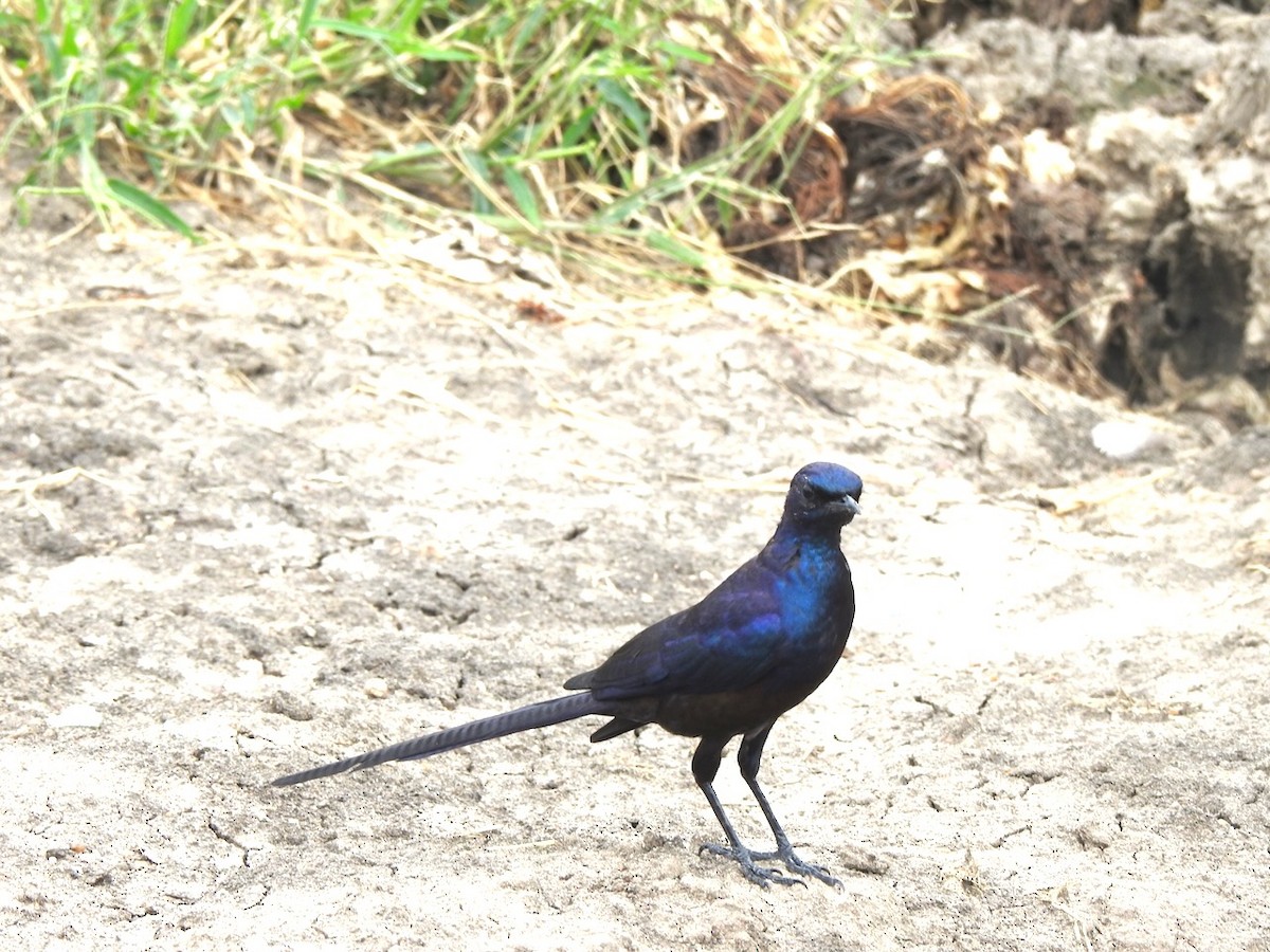 Meves's Starling - ML617352983