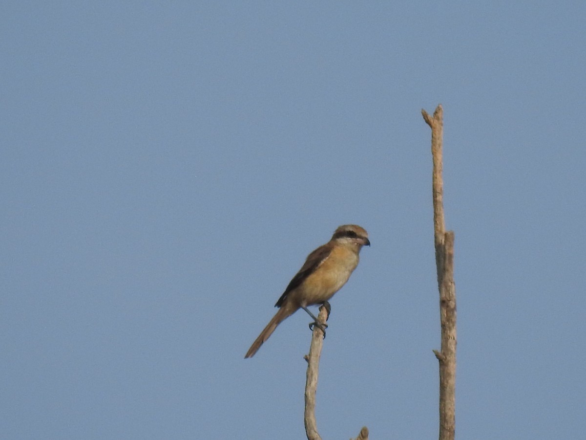 Brown Shrike - dineshbharath kv