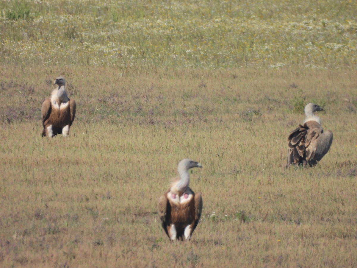 Eurasian Griffon - Jose Zarapico