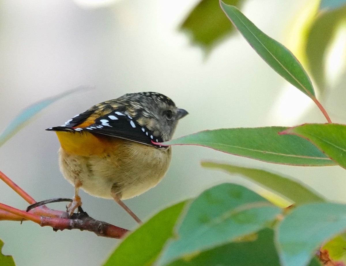Spotted Pardalote - ML617352996