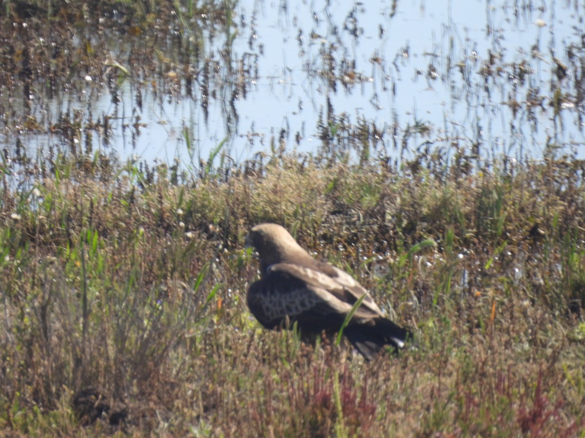 Booted Eagle - ML617353003