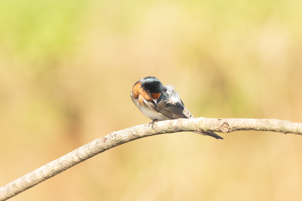 Golondrina Australiana - ML617353004