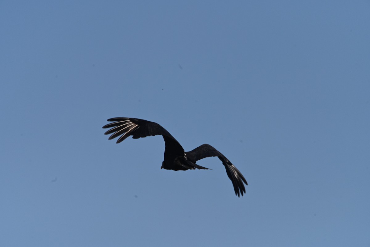 Black Vulture - Daniel Denman