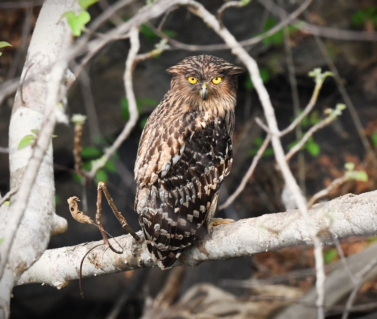 Brown Fish-Owl - ML617353026