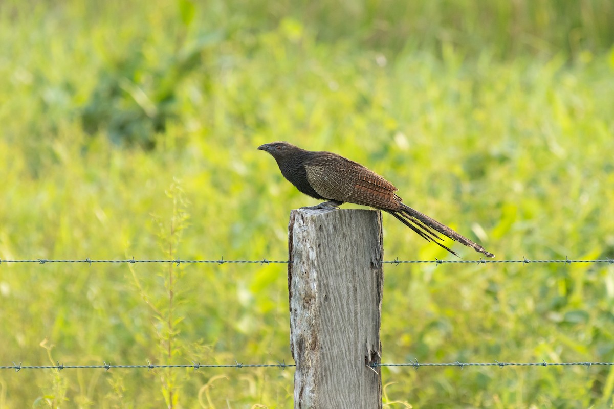 Pheasant Coucal - ML617353029