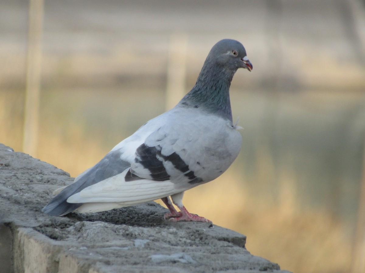Сизый голубь (Одомашненного типа) - ML617353031