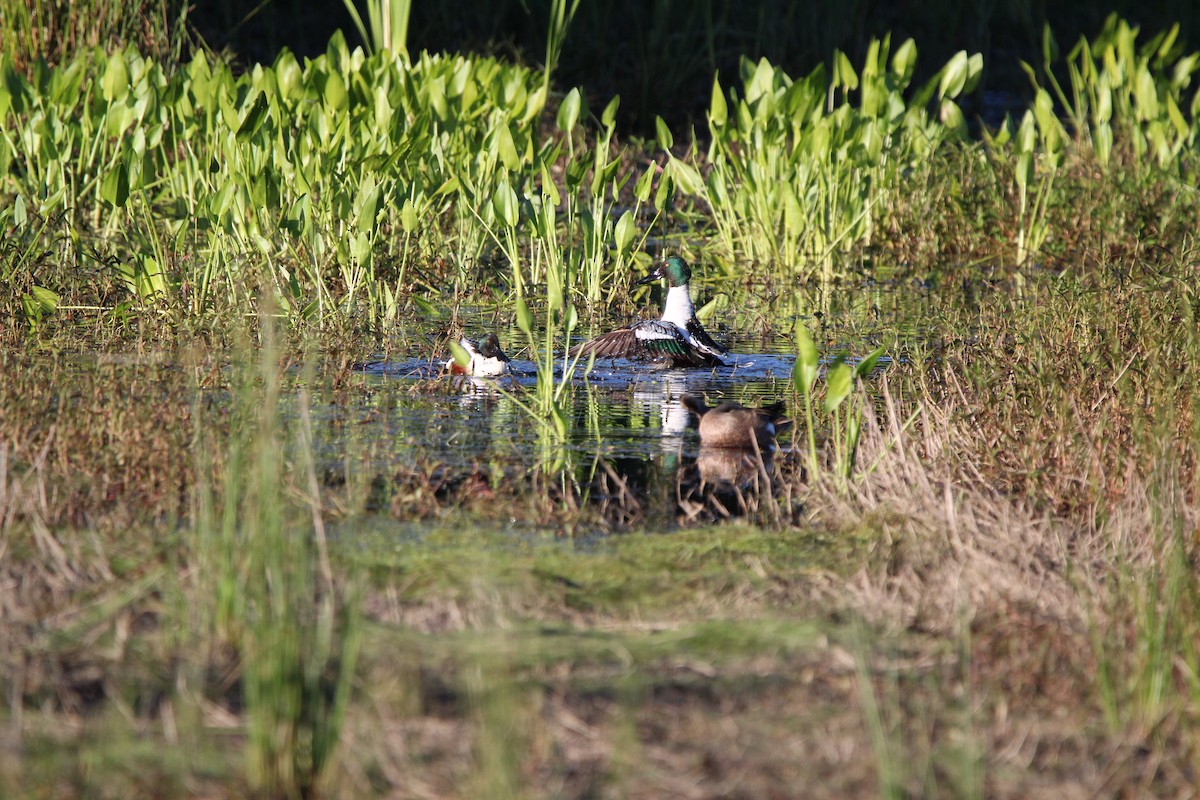 Canard souchet - ML617353062