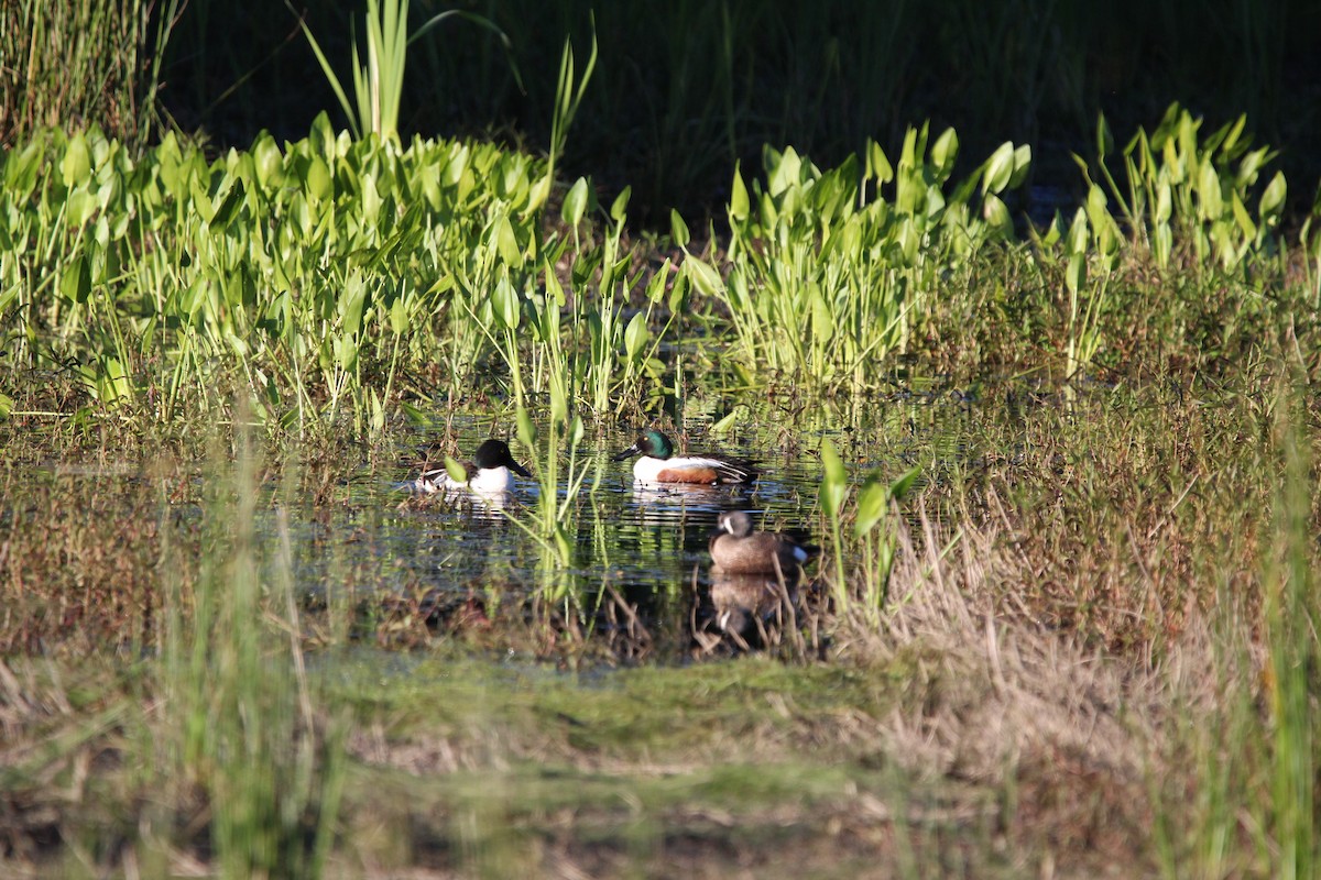 Northern Shoveler - ML617353068