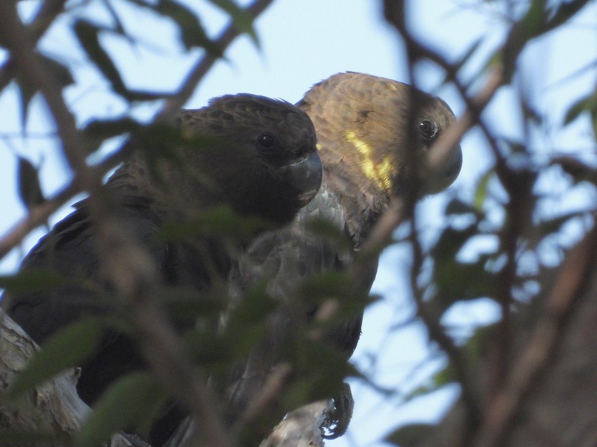 Glossy Black-Cockatoo - Cherri and Peter Gordon