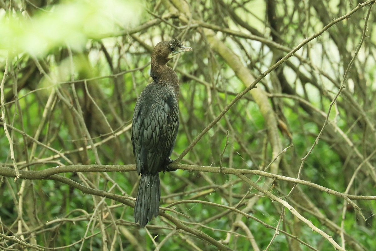 Little Cormorant - ML617353083