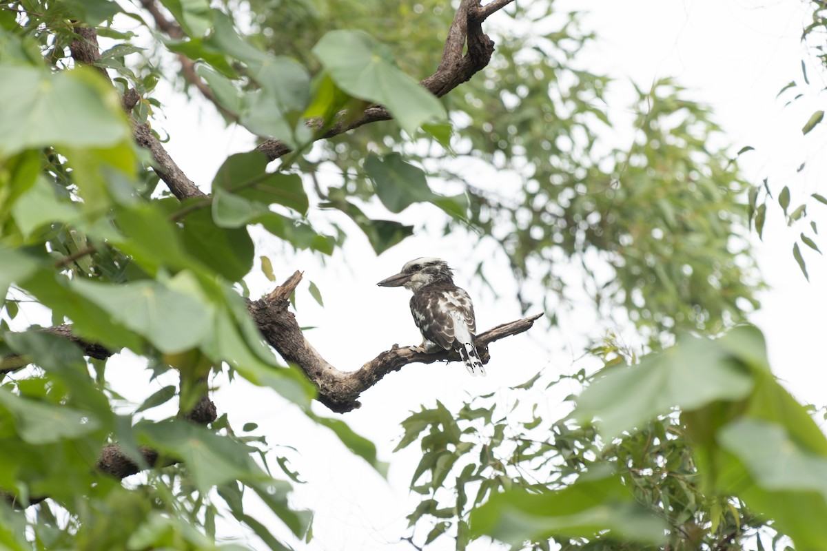 Laughing Kookaburra - ML617353087