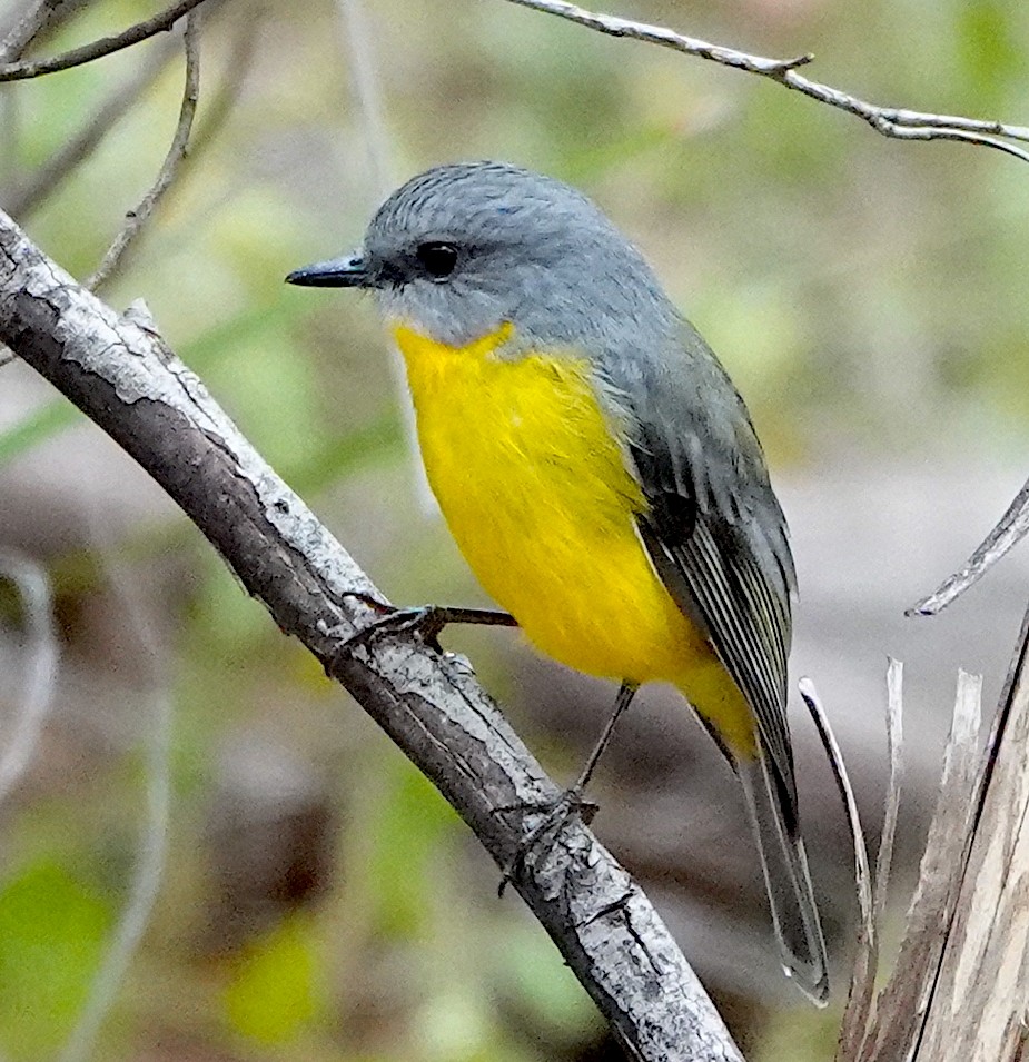 Eastern Yellow Robin - ML617353106