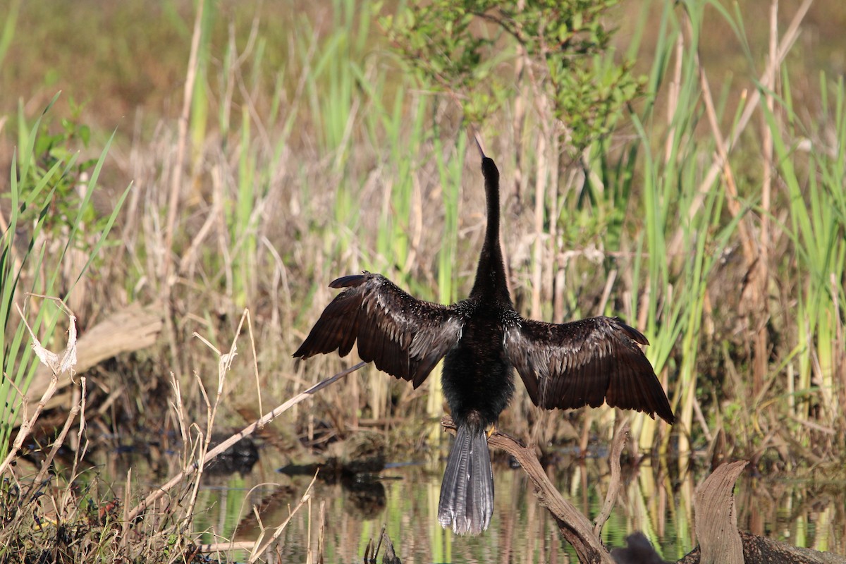 Anhinga d'Amérique - ML617353122