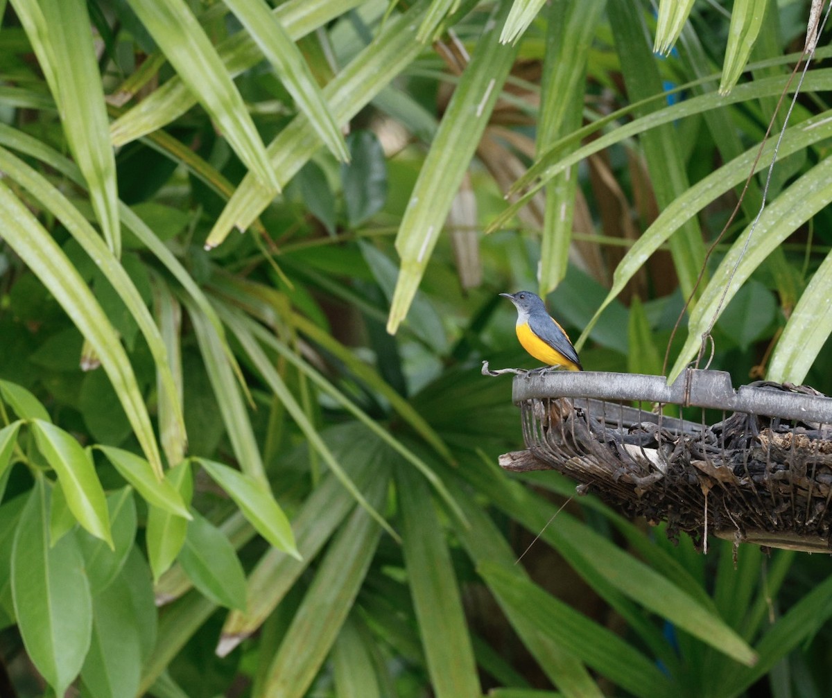 Orange-bellied Flowerpecker - ML617353133