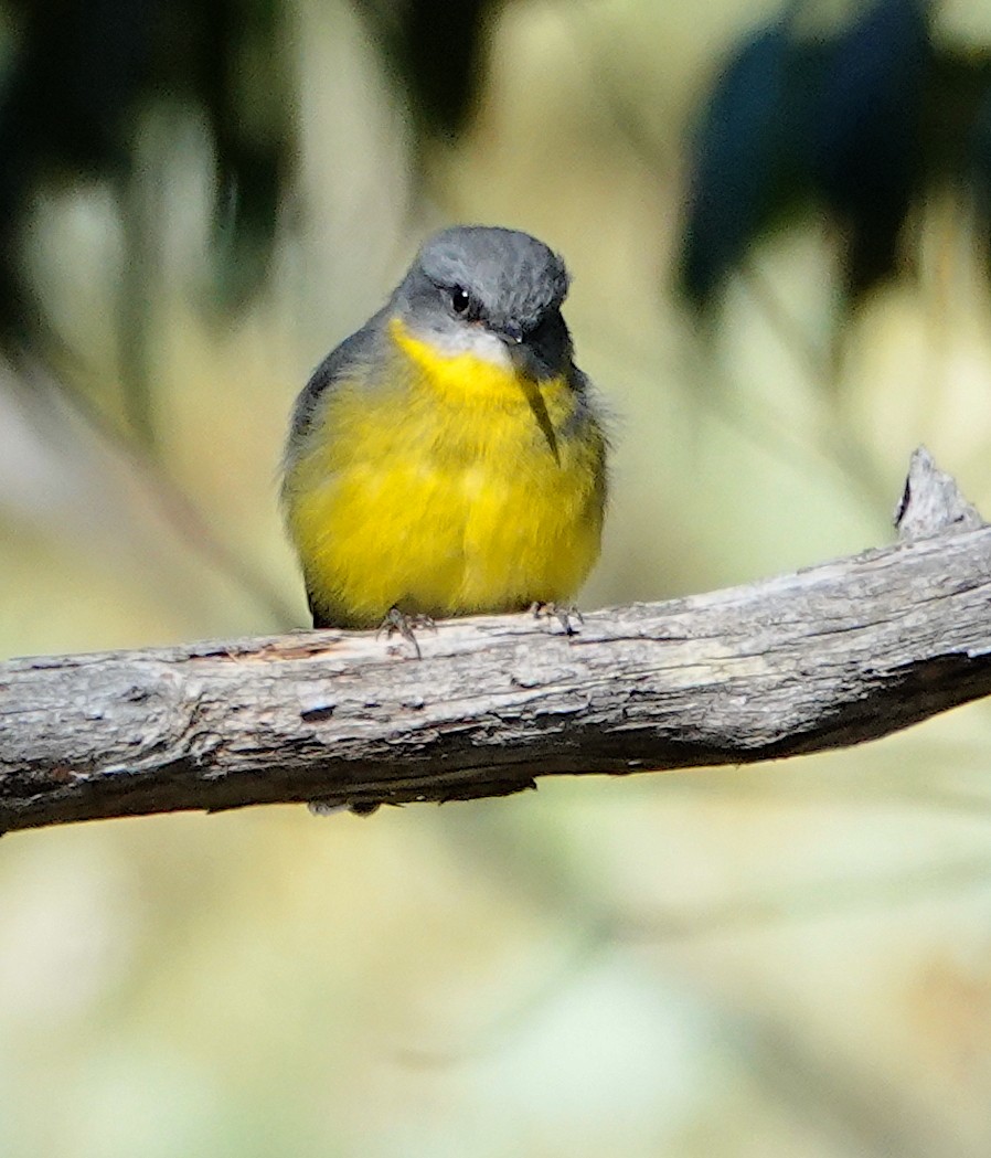 Eastern Yellow Robin - ML617353140