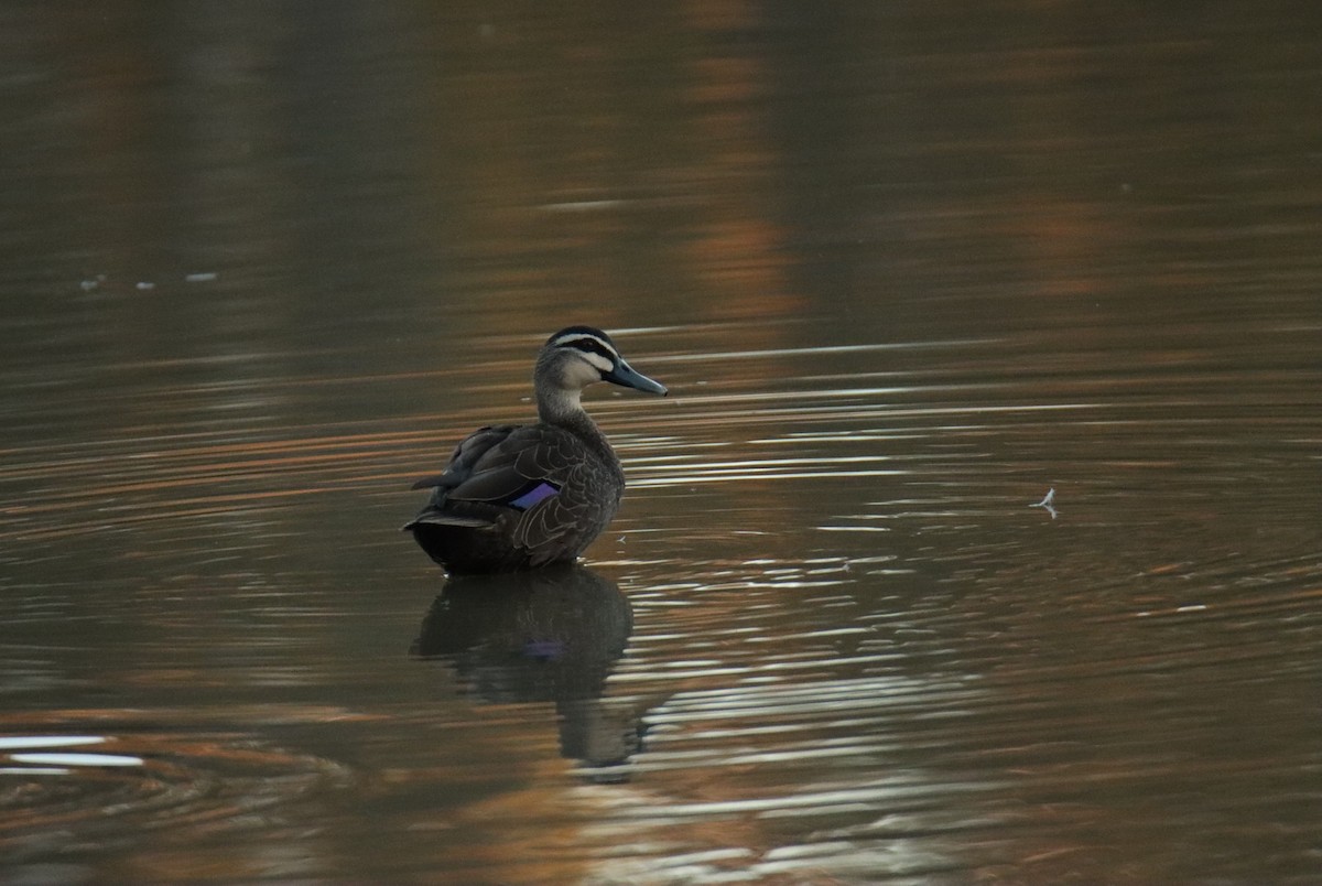 Pacific Black Duck - ML617353149