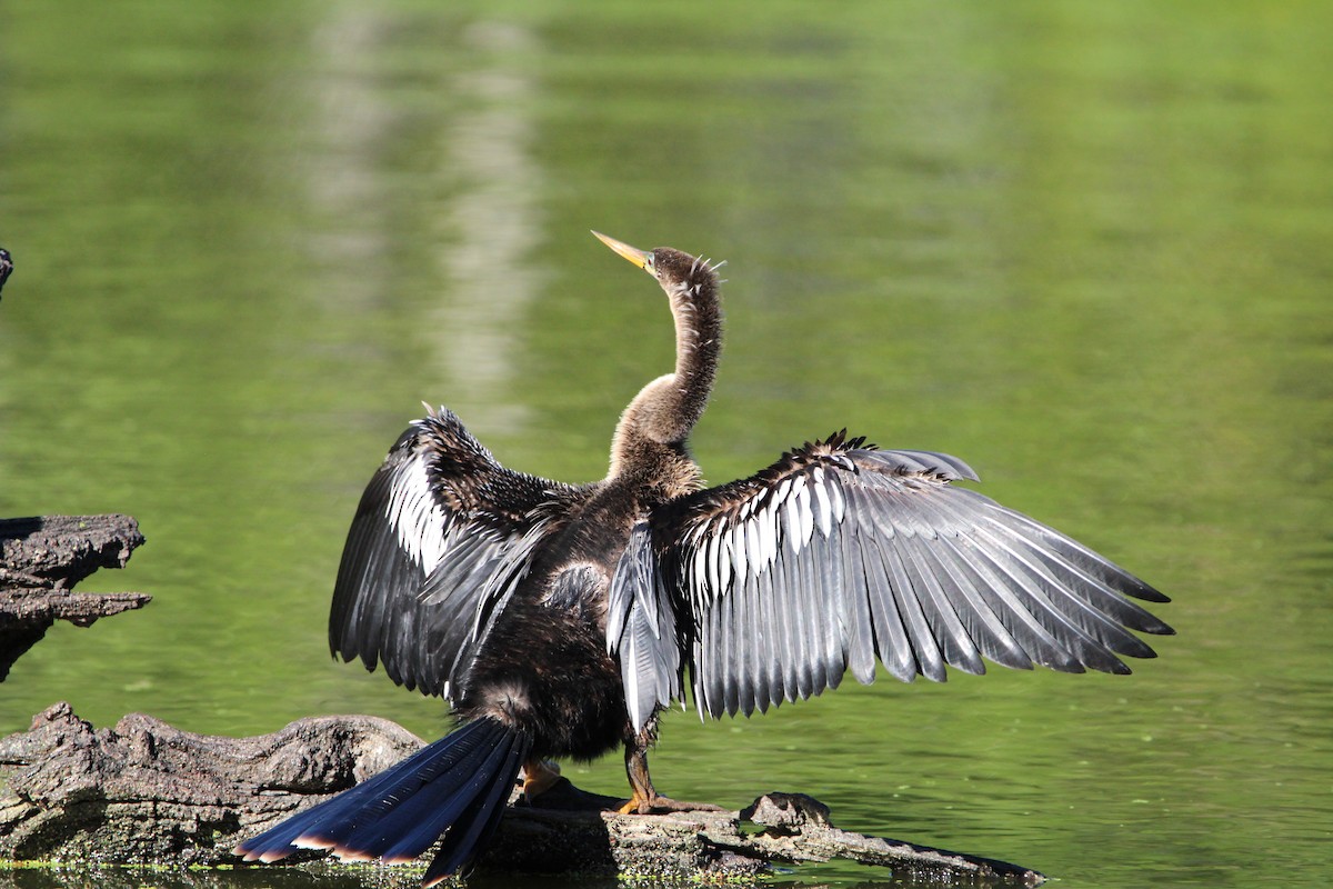 Anhinga d'Amérique - ML617353165