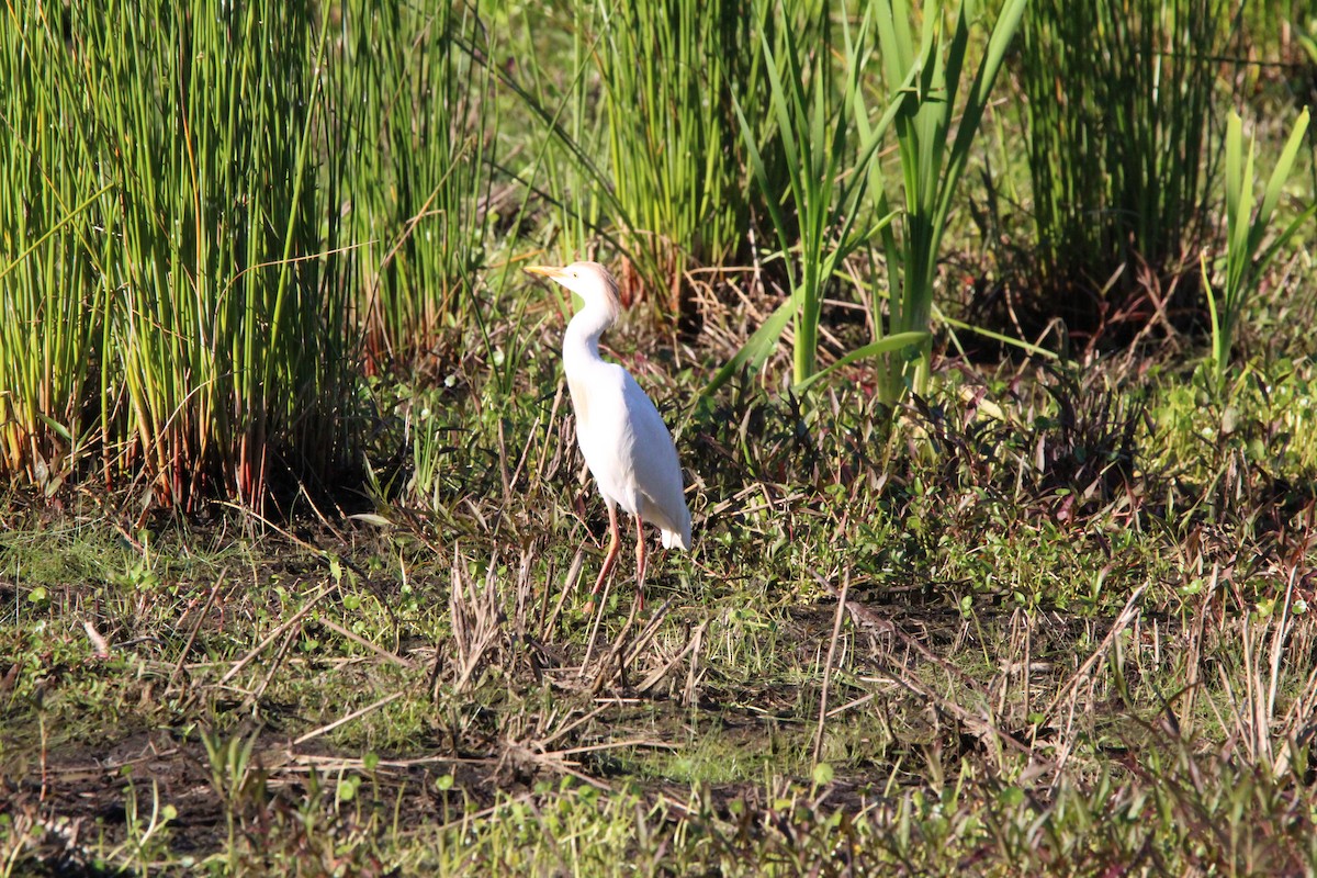 Western Cattle Egret - ML617353179