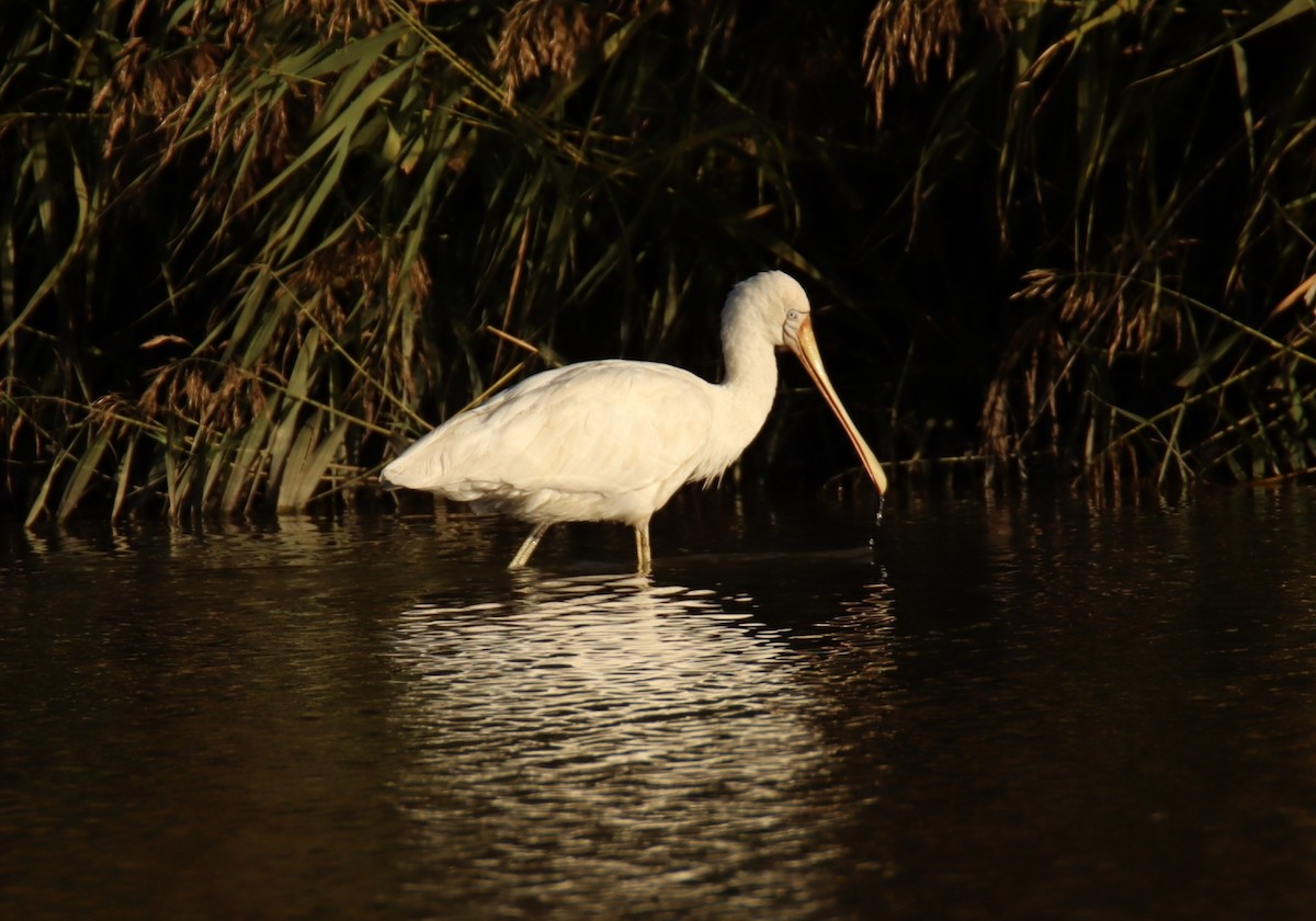 Yellow-billed Spoonbill - ML617353184