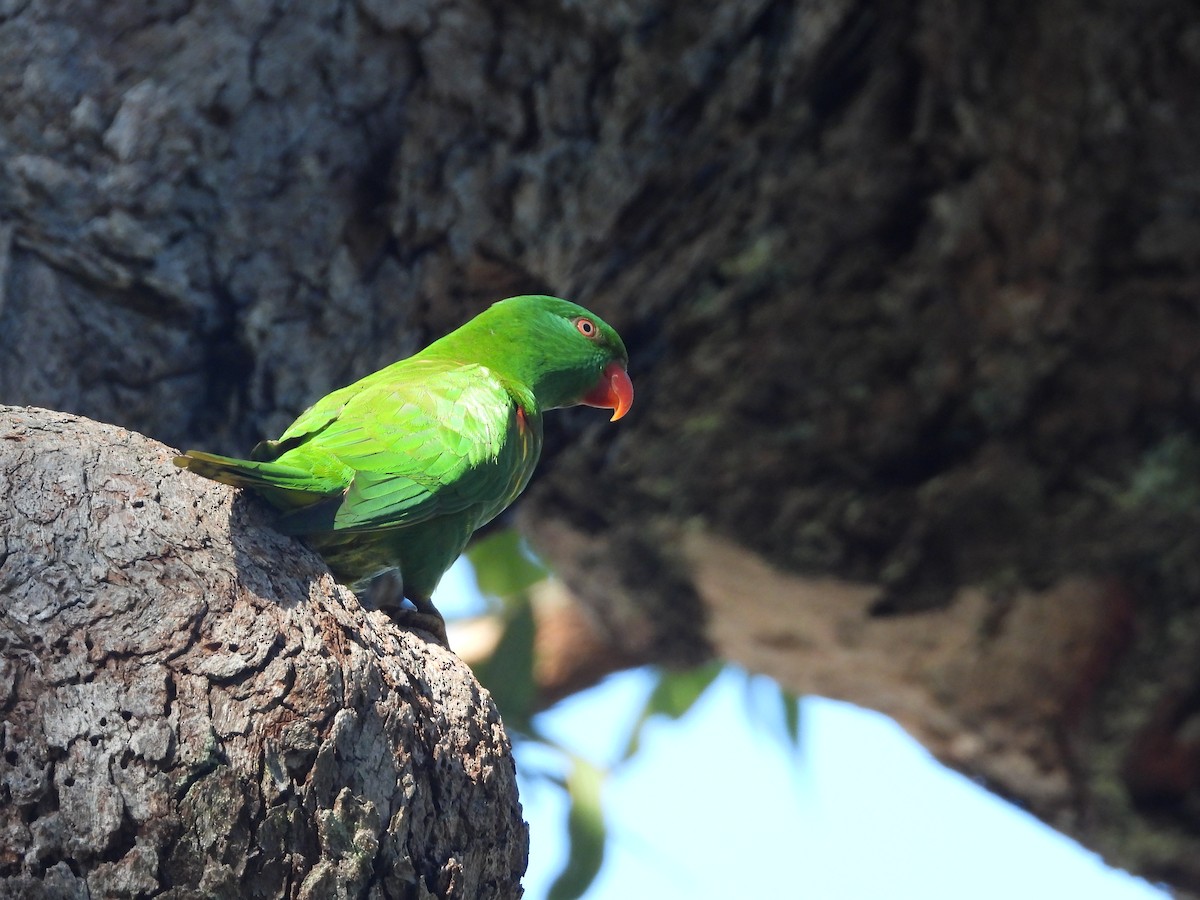 Scaly-breasted Lorikeet - ML617353191