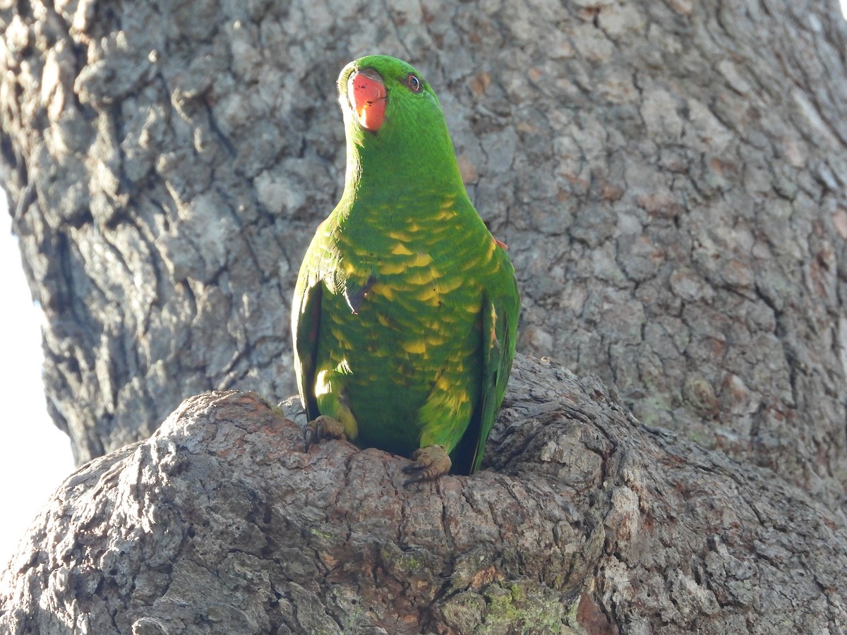 Scaly-breasted Lorikeet - ML617353192