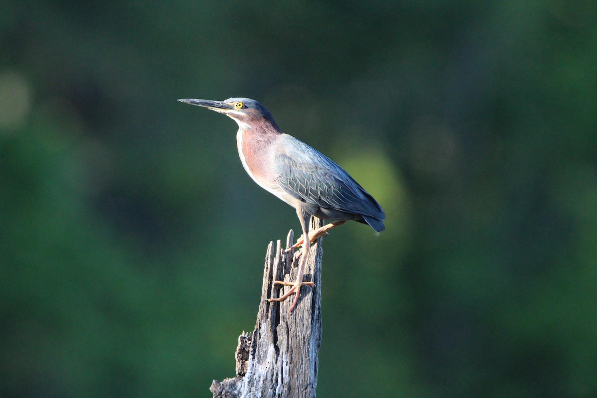 Green Heron - ML617353195