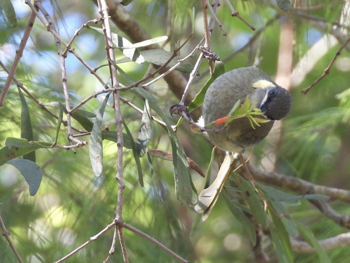 Lewin's Honeyeater - ML617353204