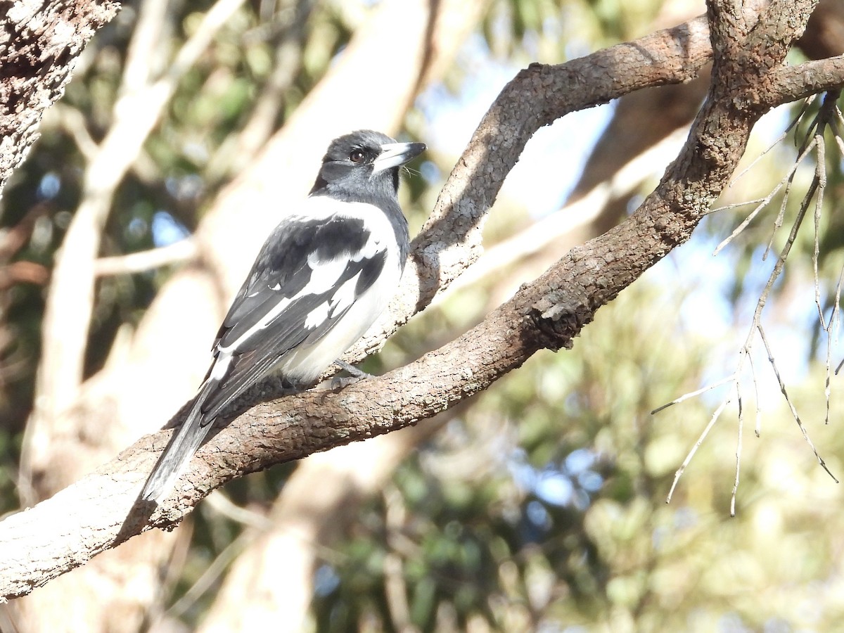 Pied Butcherbird - Cherri and Peter Gordon