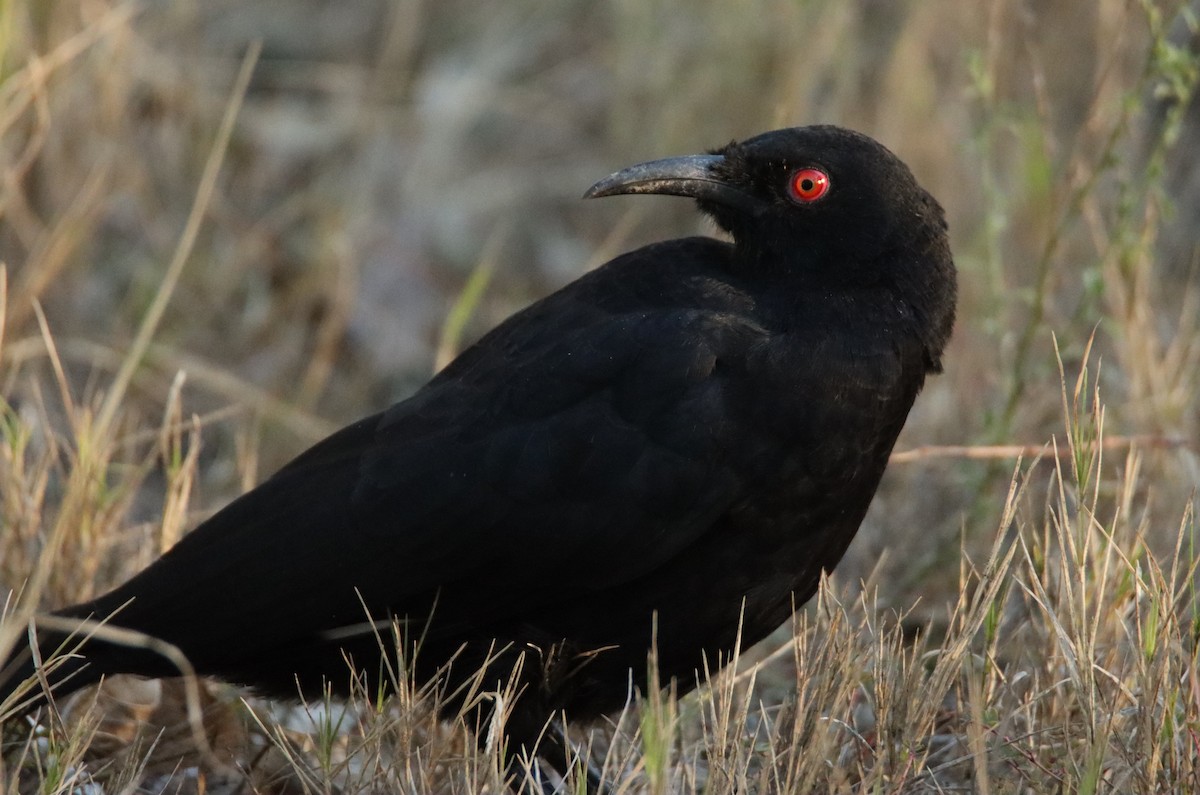 White-winged Chough - ML617353240