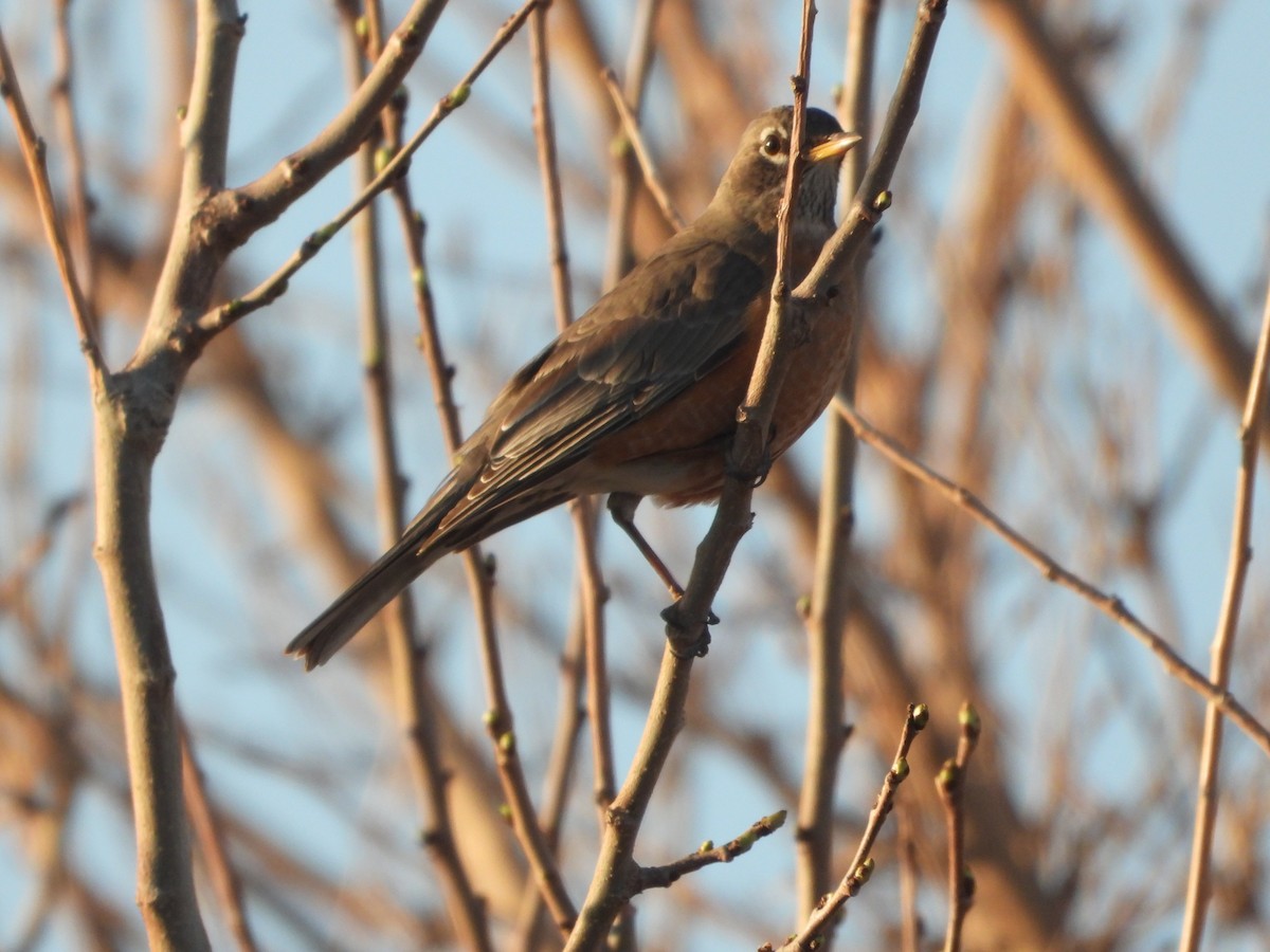 American Robin - Rodney Macready