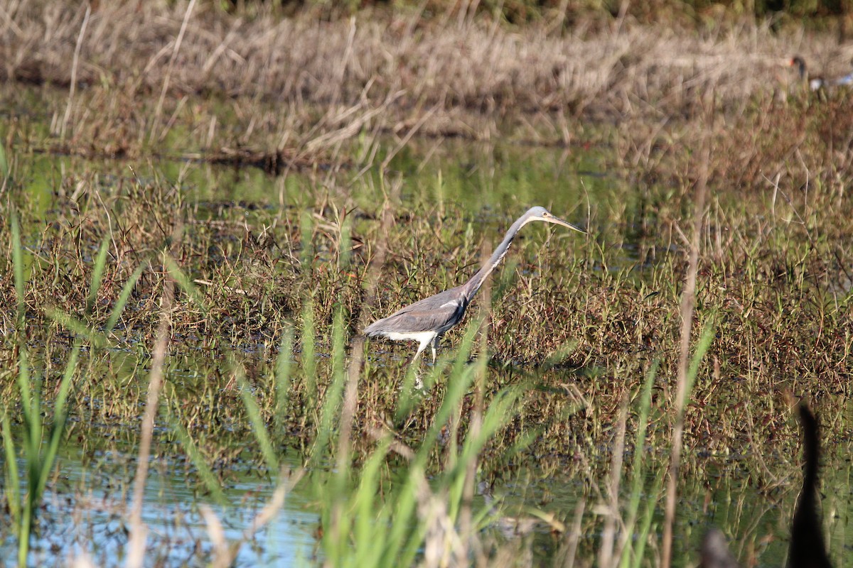 Tricolored Heron - ML617353256